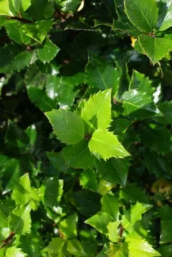 Blauwe Hulst (Ilex Meserveae 'Blue Prince') -Exporteren Groei Planten Winkel 20130121125453 10