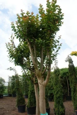 Roze Lagerstroemia Als Boom (Lagerstroemia Indica) 20 Roze Lagerstroemia Als Boom (Lagerstroemia Indica) -Exporteren Groei Planten Winkel 20130121162344 9
