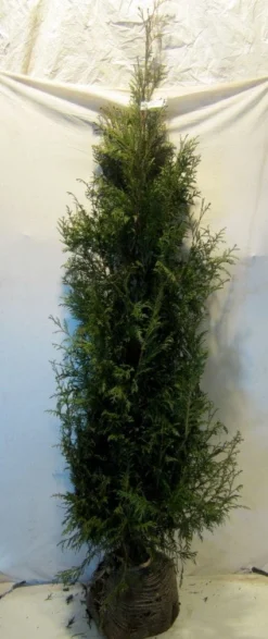 Levensboom (Thuja Plicata 'Martin') -Exporteren Groei Planten Winkel 20130122151938 8