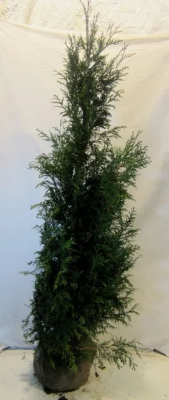 Levensboom (Thuja Plicata 'Martin') -Exporteren Groei Planten Winkel 20130122151951 8 1