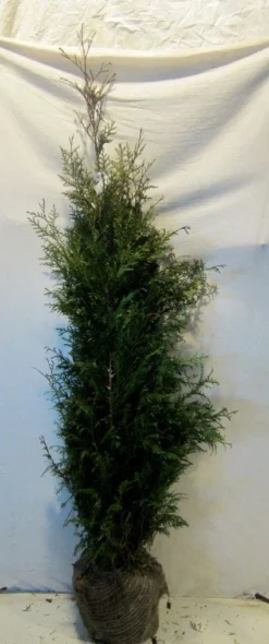 Levensboom (Thuja Plicata 'Martin') -Exporteren Groei Planten Winkel 20130122152217 8 1