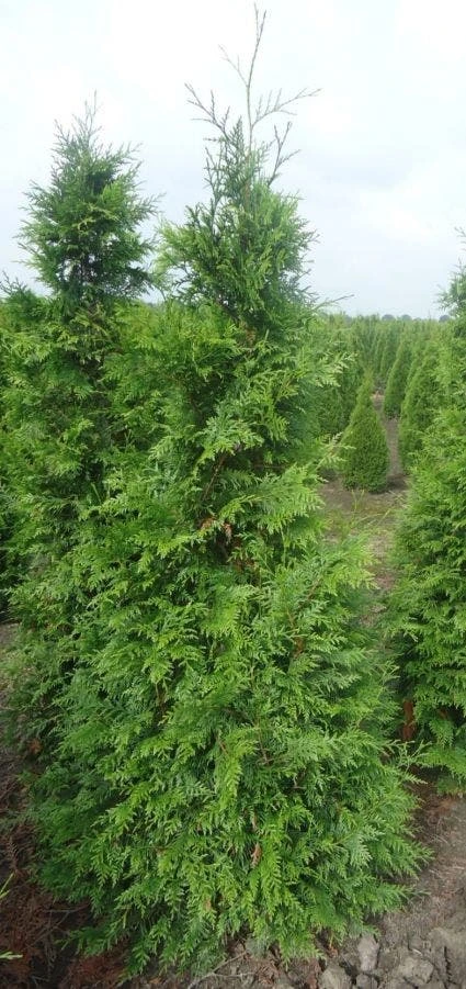 Reuzenlevensboom (Thuja Plicata 'Excelsa') 1 Reuzenlevensboom (Thuja Plicata 'Excelsa')