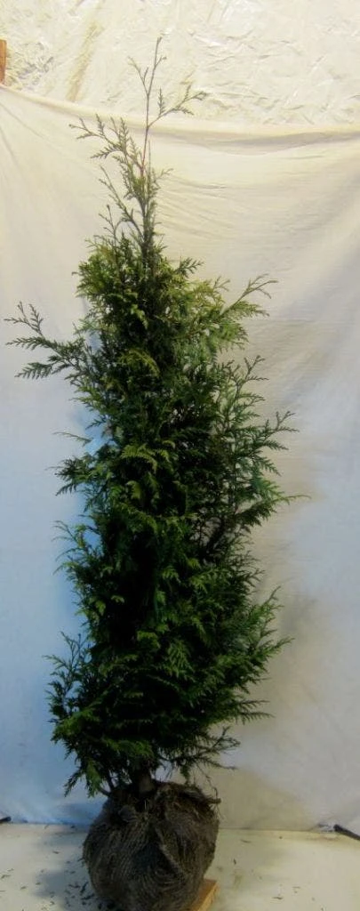 Reuzenlevensboom (Thuja Plicata 'Excelsa') 2 Reuzenlevensboom (Thuja Plicata 'Excelsa') - Afbeelding 2
