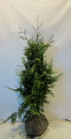 Reuzenlevensboom (Thuja Plicata 'Excelsa') -Exporteren Groei Planten Winkel 20130122155405 9