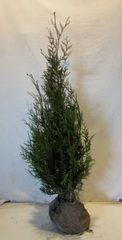 Levensboom (Thuja Plicata 'Atrovirens') -Exporteren Groei Planten Winkel 20130122155827 16