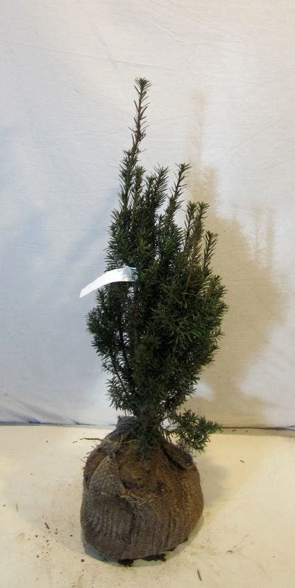 Taxus (Taxus Media 'Hicksii') 7 Taxus (Taxus Media 'Hicksii') - Afbeelding 7