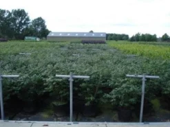 Kardinaalshoed (Euonymus Alatus 'Compactus') -Exporteren Groei Planten Winkel 20130214112611 12