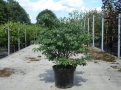 Kardinaalshoed (Euonymus Alatus 'Compactus') -Exporteren Groei Planten Winkel 20130214112624 12