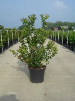 Blauwe Hulst (Ilex Meserveae 'Blue Prince') -Exporteren Groei Planten Winkel 20130214133913 10