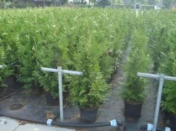 Reuzenlevensboom (Thuja Plicata 'Excelsa') -Exporteren Groei Planten Winkel 20130215102918 9