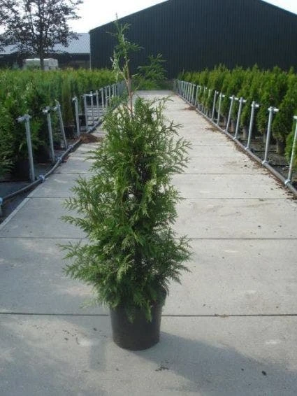 Reuzenlevensboom (Thuja Plicata 'Excelsa') 6 Reuzenlevensboom (Thuja Plicata 'Excelsa') - Afbeelding 6