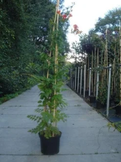 Trompetbloem (Campsis Tagliabuana 'Mme Galen') -Exporteren Groei Planten Winkel 20130215104653 9