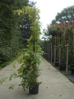 Blauwe Regen (Wisteria Sinensis) -Exporteren Groei Planten Winkel 20130215105427 13