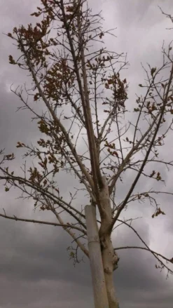 Roze Lagerstroemia Als Boom (Lagerstroemia Indica) 23 Roze Lagerstroemia Als Boom (Lagerstroemia Indica) -Exporteren Groei Planten Winkel 20130522141211 8