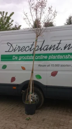 Roze Lagerstroemia Als Boom (Lagerstroemia Indica) 22 Roze Lagerstroemia Als Boom (Lagerstroemia Indica) -Exporteren Groei Planten Winkel 20130522141225 8