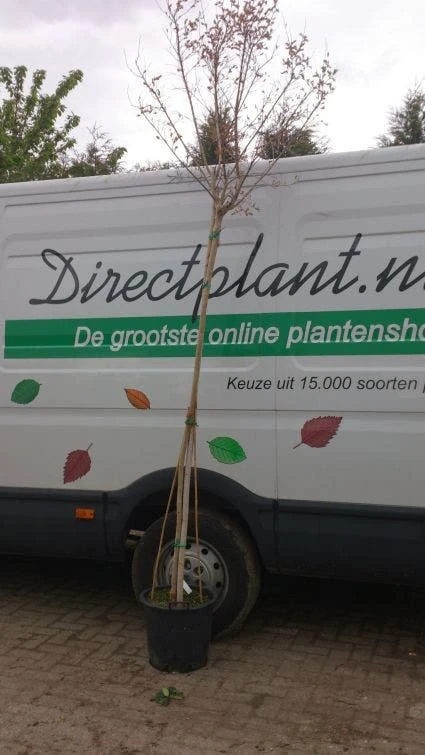 Roze Lagerstroemia Als Boom (Lagerstroemia Indica) 5 Roze Lagerstroemia Als Boom (Lagerstroemia Indica) - Afbeelding 5