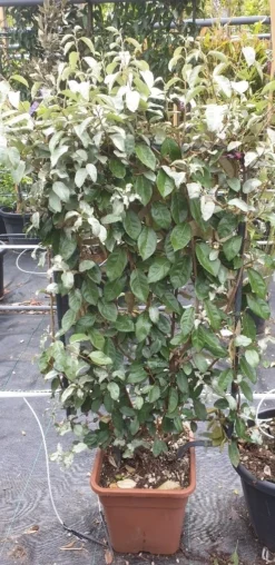 Olijfwilg Als Leivorm (Elaeagnus Ebbingei) -Exporteren Groei Planten Winkel 20190501 114514 resized