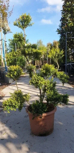 Japanse Hulst Als Bonsai (Ilex Crenata 'Kinme') -Exporteren Groei Planten Winkel 20190514 085520 resized