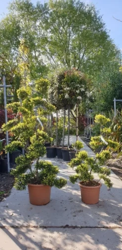 Japanse Hulst Als Bonsai (Ilex Crenata 'Kinme') -Exporteren Groei Planten Winkel 20190514 085634 resized