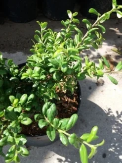 Japanse Hulst (Ilex Crenata 'Green Lustre) -Exporteren Groei Planten Winkel 20190620 155833