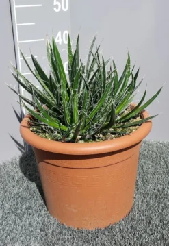 Winterharde Agave (Agave Shidigera) -Exporteren Groei Planten Winkel 20190628 114010 resized