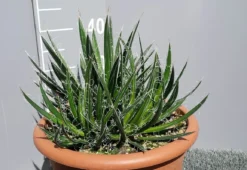Winterharde Agave (Agave Shidigera) -Exporteren Groei Planten Winkel 20190628 114021 resized