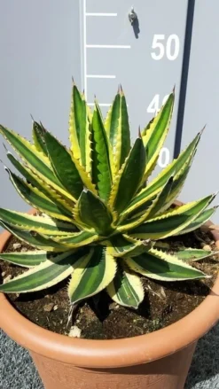Winterharde Agave (Agave Lophanta 'Quadricolor') -Exporteren Groei Planten Winkel 20190628 114356 resized