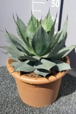 Winterharde Agave (Agave Ovalifolia) 7 Winterharde Agave (Agave Ovalifolia) -Exporteren Groei Planten Winkel 20190628 114503 resized