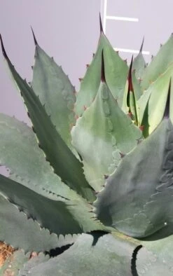 Winterharde Agave (Agave Ovalifolia) 6 Winterharde Agave (Agave Ovalifolia) -Exporteren Groei Planten Winkel 20190628 114523 resized