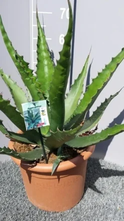 Winterharde Agave (Agave 'Gentryi Jaws') -Exporteren Groei Planten Winkel 20190628 114610 resized