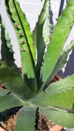Winterharde Agave (Agave 'Gentryi Jaws') -Exporteren Groei Planten Winkel 20190628 114632 resized