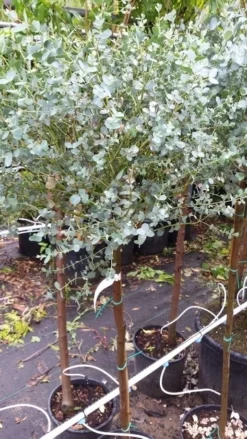 Eucalyptus Op Stam (Eucalyptus Gunnii) 8 Eucalyptus Op Stam (Eucalyptus Gunnii) -Exporteren Groei Planten Winkel 20190712 152539