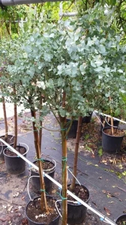 Eucalyptus Op Stam (Eucalyptus Gunnii) 9 Eucalyptus Op Stam (Eucalyptus Gunnii) -Exporteren Groei Planten Winkel 20190712 152604