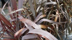 Nieuw Zeelands Vlas (Phormium Tenax 'Purpureum') -Exporteren Groei Planten Winkel 20190712 152706