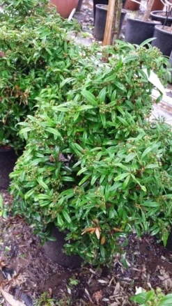 Vuurdoorn Als Bol (Pyracantha 'Navaho') -Exporteren Groei Planten Winkel 20190712 153414