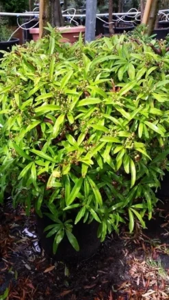 Vuurdoorn Als Bol (Pyracantha 'Navaho') -Exporteren Groei Planten Winkel 20190712 153454