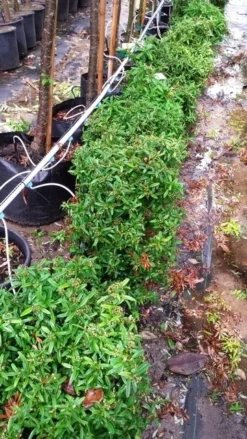 Vuurdoorn Als Bol (Pyracantha 'Navaho') -Exporteren Groei Planten Winkel 20190712 153510