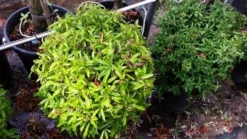 Vuurdoorn Als Bol (Pyracantha 'Navaho') -Exporteren Groei Planten Winkel 20190712 153519