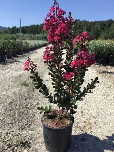 Lagerstroemia (Lagerstroemia 'Pink Velour') 1 Lagerstroemia (Lagerstroemia 'Pink Velour')