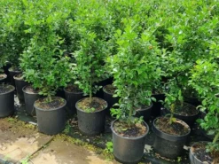 Hulst (Ilex Meserveae 'Heckenfee') -Exporteren Groei Planten Winkel 20210614 113313 2