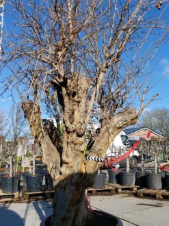 Granaatappel Als Solitair (Punica Granatum) -Exporteren Groei Planten Winkel 20220217 110658