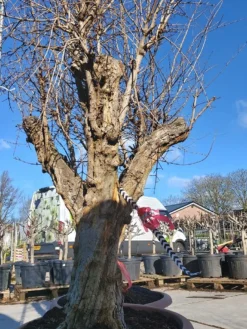 Granaatappel Als Solitair (Punica Granatum) -Exporteren Groei Planten Winkel 20220217 110708