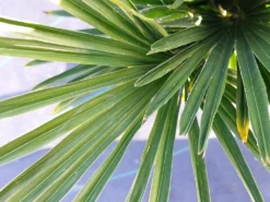 Winterharde Palm (Trachycarpus Wagnerianus) -Exporteren Groei Planten Winkel 20220217 112257