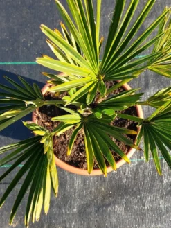 Winterharde Palm (Trachycarpus Wagnerianus) -Exporteren Groei Planten Winkel 20220217 112447