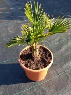 Winterharde Palm (Trachycarpus Wagnerianus) -Exporteren Groei Planten Winkel 20220217 112456