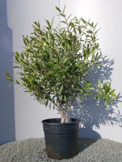 Olijf Als Struik (Olea Europaea) -Exporteren Groei Planten Winkel 20220223 132146