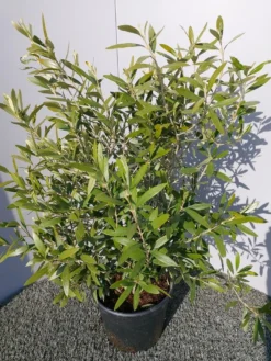 Olijf Als Struik (Olea Europaea) -Exporteren Groei Planten Winkel 20220223 132223