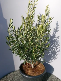 Olijf Als Struik (Olea Europaea) -Exporteren Groei Planten Winkel 20220223 132509