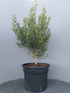 Olijf Als Struik (Olea Europaea) -Exporteren Groei Planten Winkel 20220223 132609