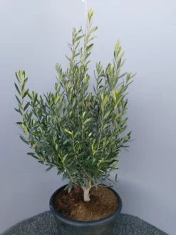 Olijf Als Struik (Olea Europaea) -Exporteren Groei Planten Winkel 20220223 132617